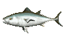 Tuna